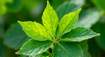 Perspektiven zu Pestizid-Rückständen sind vielfältig